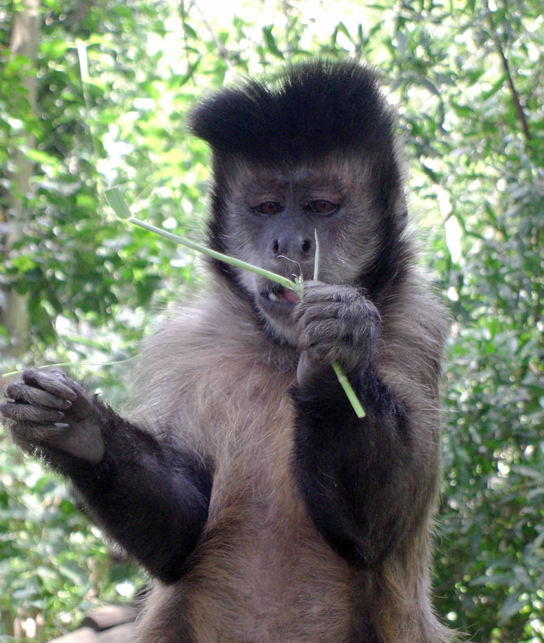 mango scimmia cappuccino all'International Primate Rescue