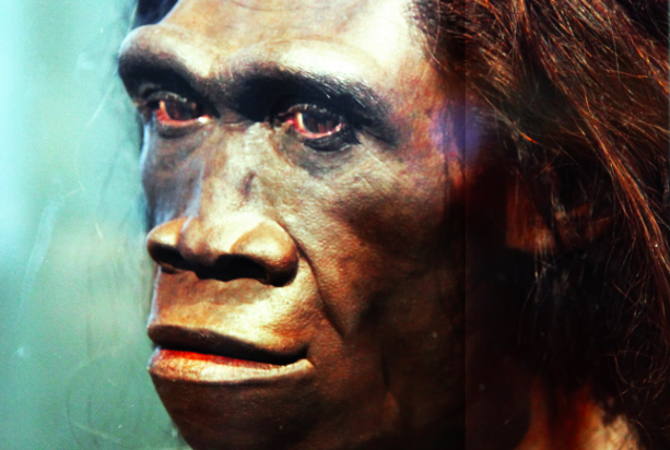 homo naledi nuova specie umana