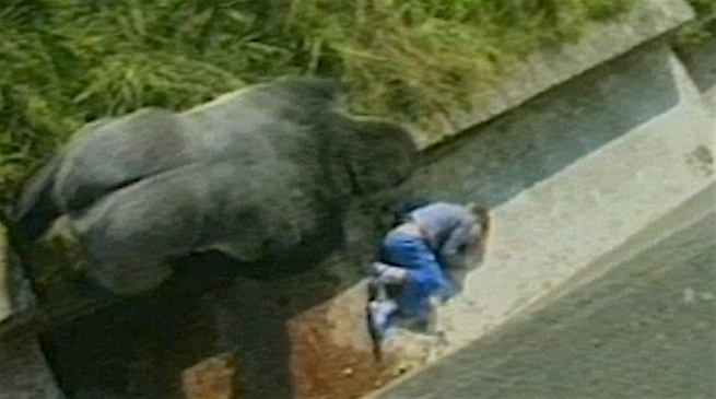 Gorilla Jambo salva un bambino