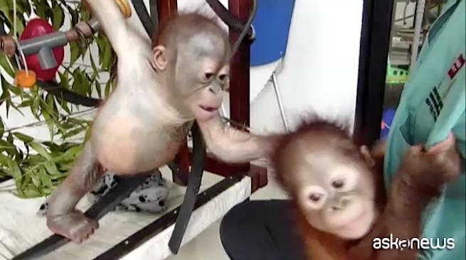 Baby orango Gito salvato in Borneo