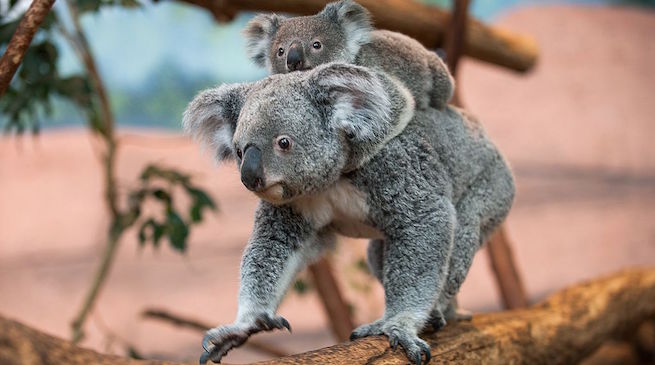 Koala