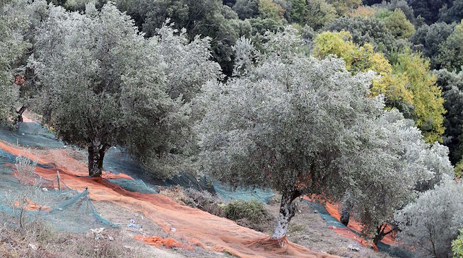 Xylella finito stato di emergenza in Puglia