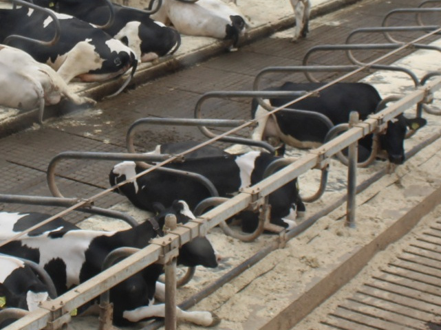biometano aziende agricole zootecniche chiedono decreto incentivi