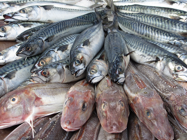 Clima e riscaldamento globale rendono i pesci piccoli