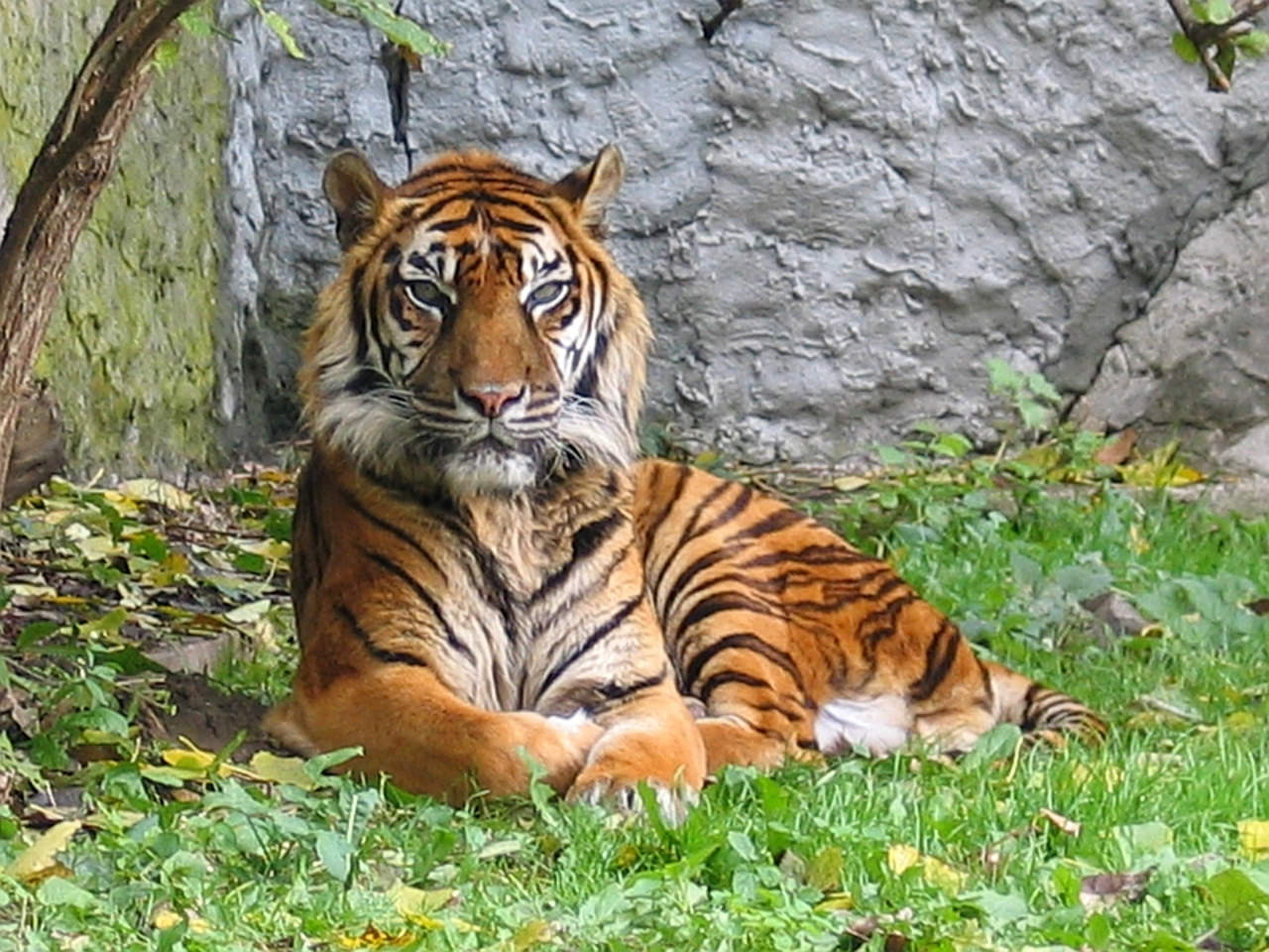 tigre di sumatra