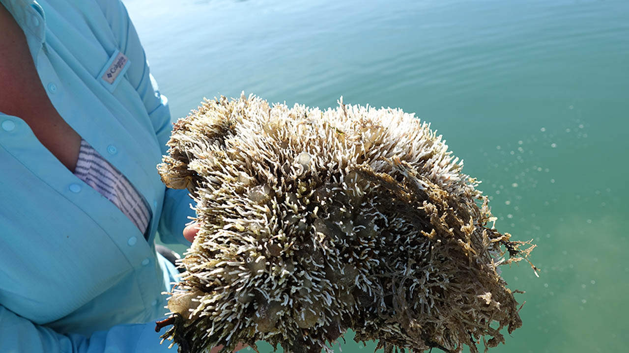 riscaldamento mari invasione specie aliene liguria