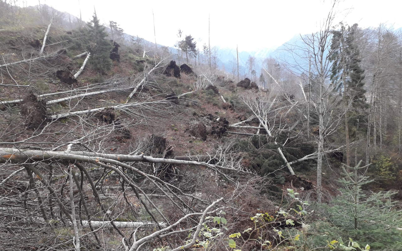 strage di alberi tempesta vaia pefc filiera solidale