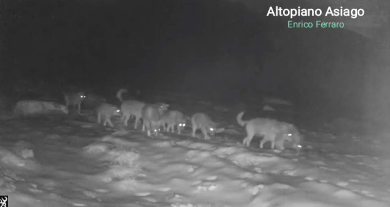 video virale branco di lupi altopiano di asiago