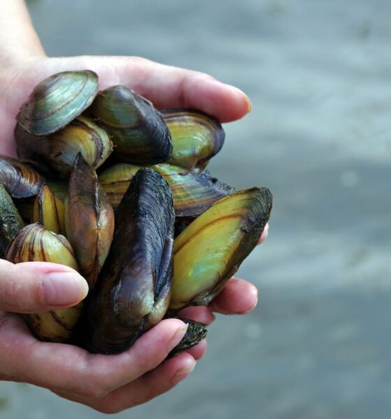 molluschi