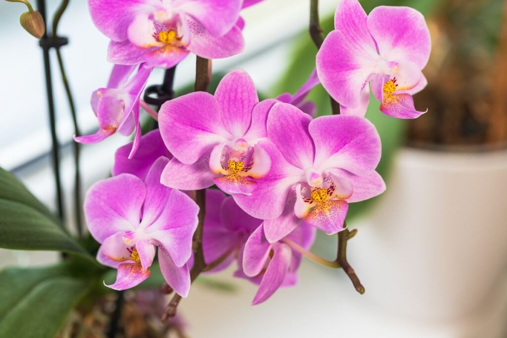 come far fiorire le orchidee