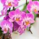 come far fiorire le orchidee