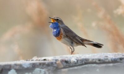 uccellino che canta