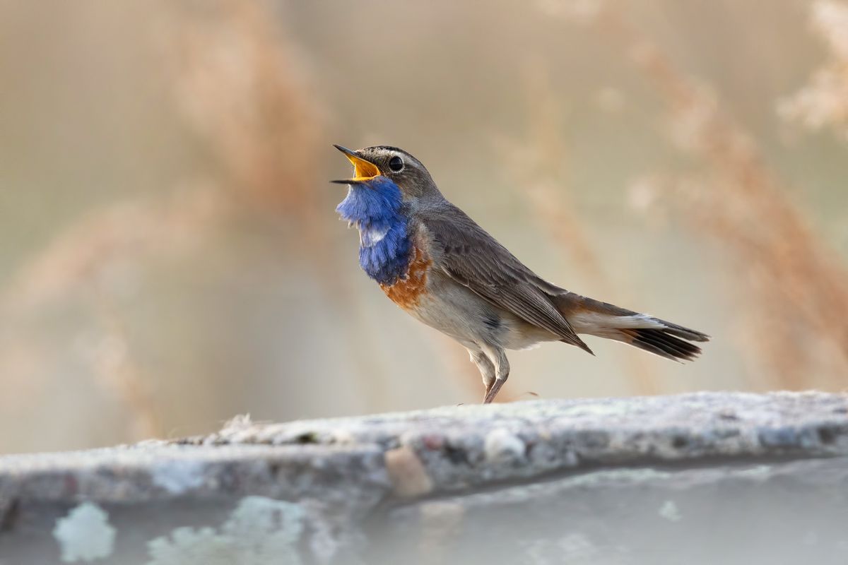 uccellino che canta