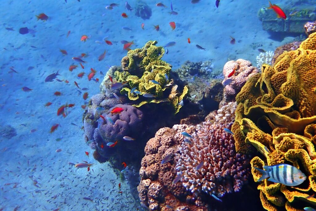 biodiversità marina