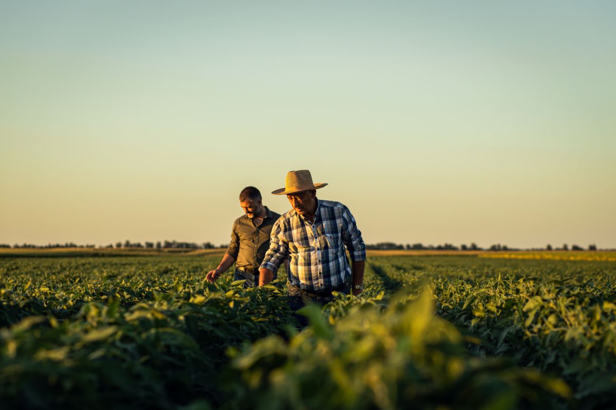 contadini, agricoltori controllano i campi