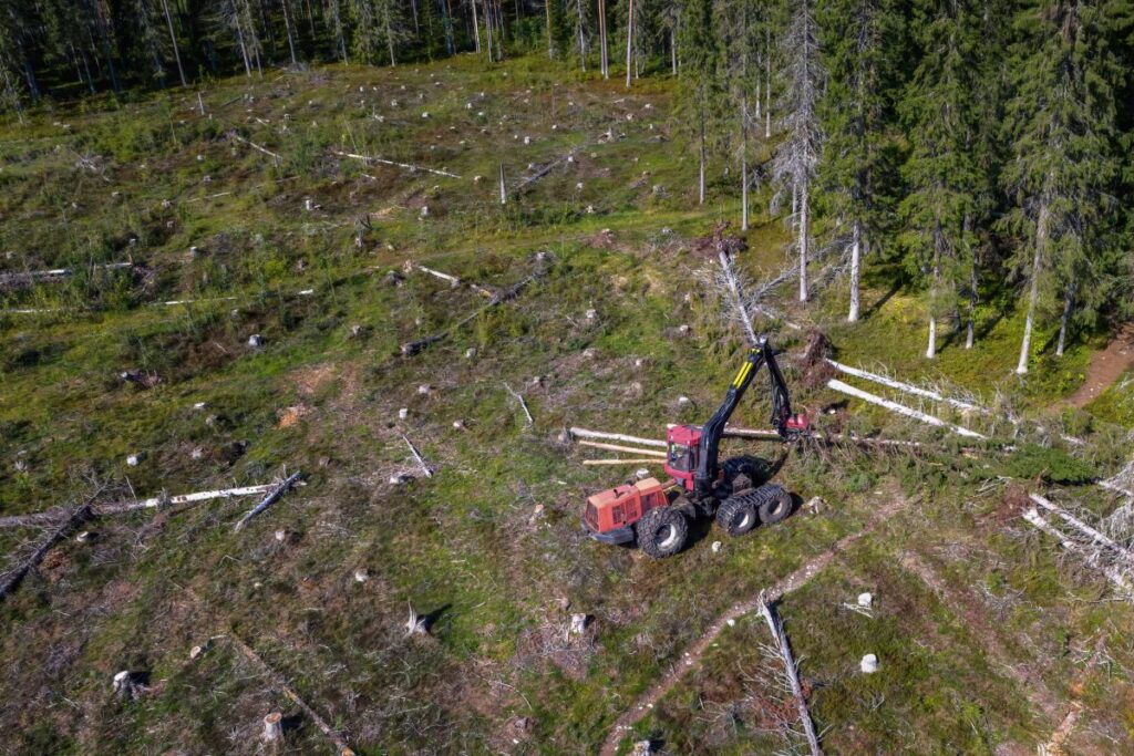 deforestazione