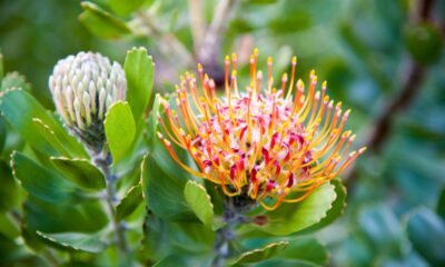 Specie endemica di Mossel Bay Pincushion protea