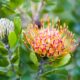 Specie endemica di Mossel Bay Pincushion protea