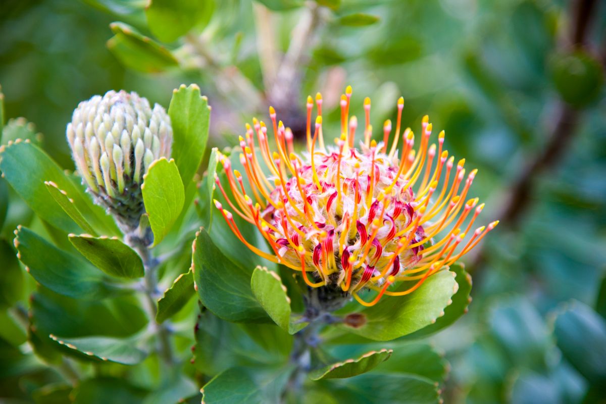 Specie endemica di Mossel Bay Pincushion protea