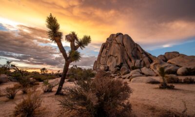 Joshua Tree Albero nel deserto della Calfornia