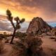 Joshua Tree Albero nel deserto della Calfornia