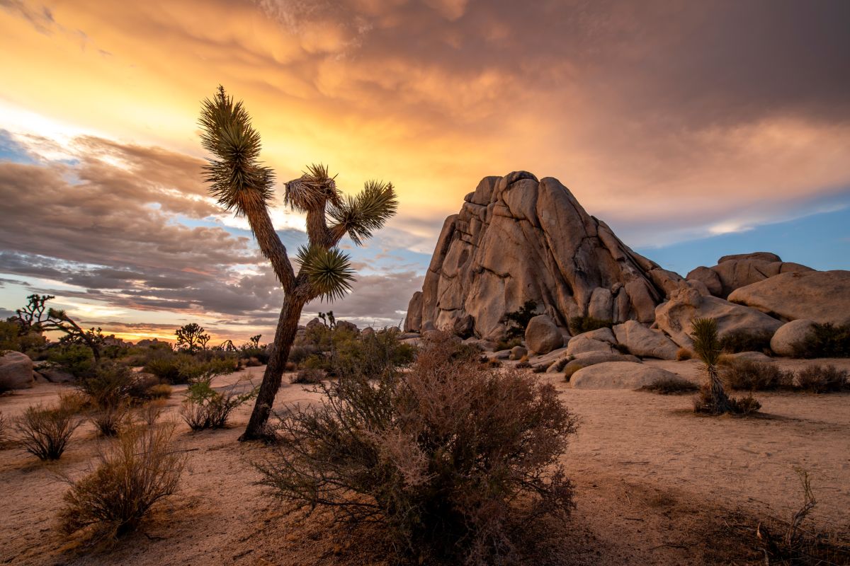 Joshua Tree Albero nel deserto della Calfornia