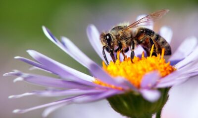 ape impollina fiore