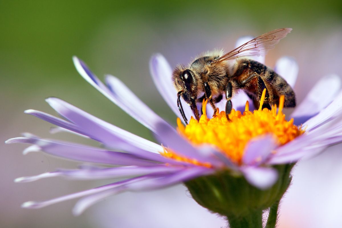 ape impollina fiore