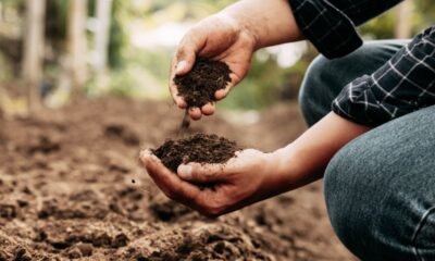 fertilizzante organico, terra