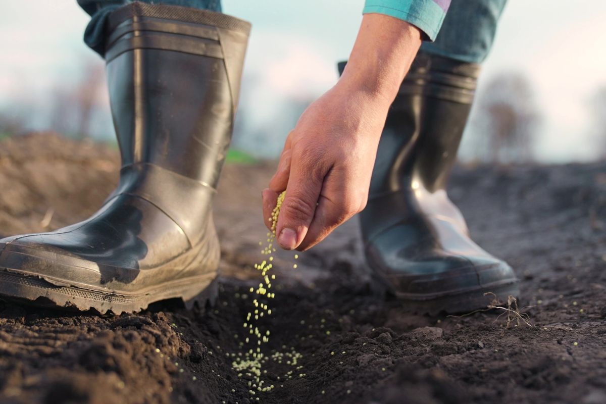 contadino pianta semi, agricoltura sostenibile