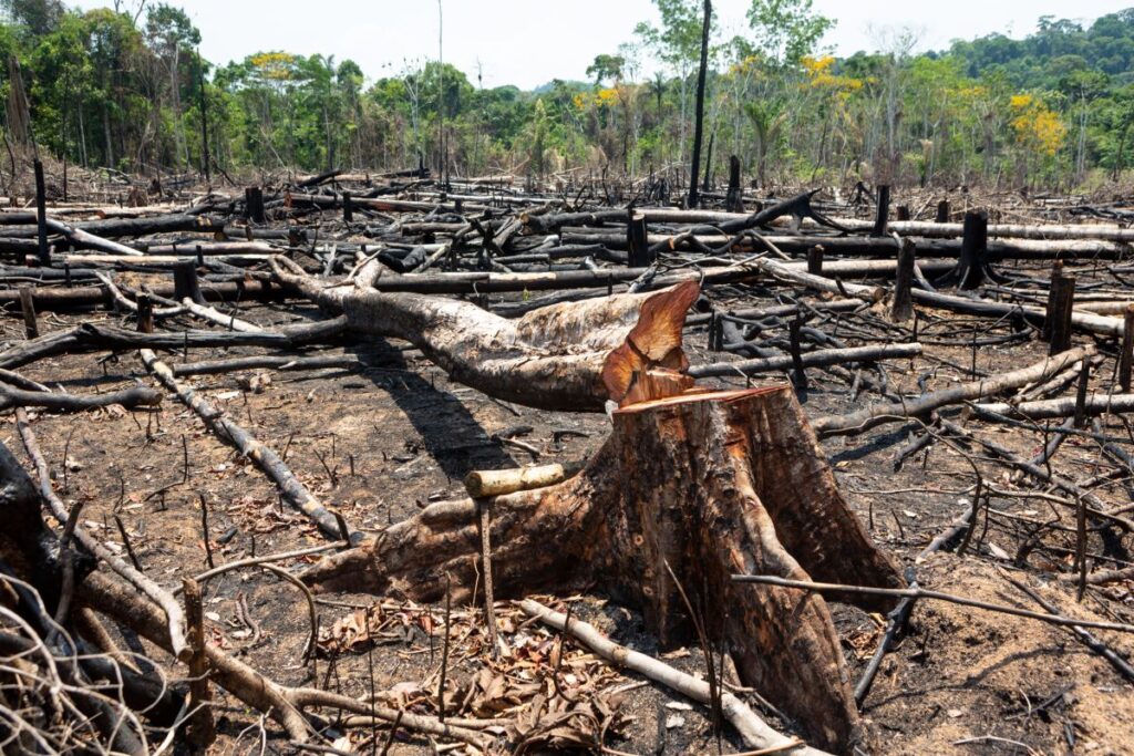 deforestazione