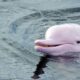 delfino rosa