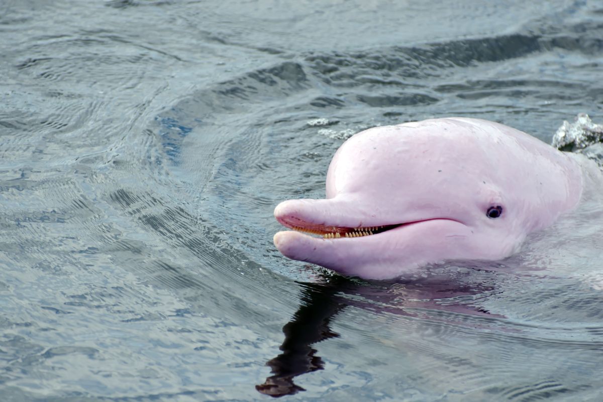 delfino rosa