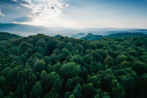 foresta