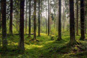 foresta