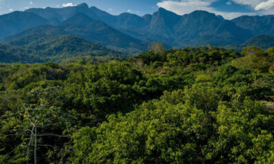 Foresta Atlantica in Brasile