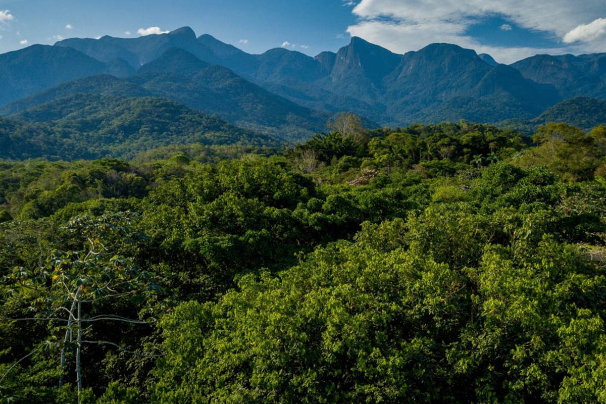 Foresta Atlantica in Brasile