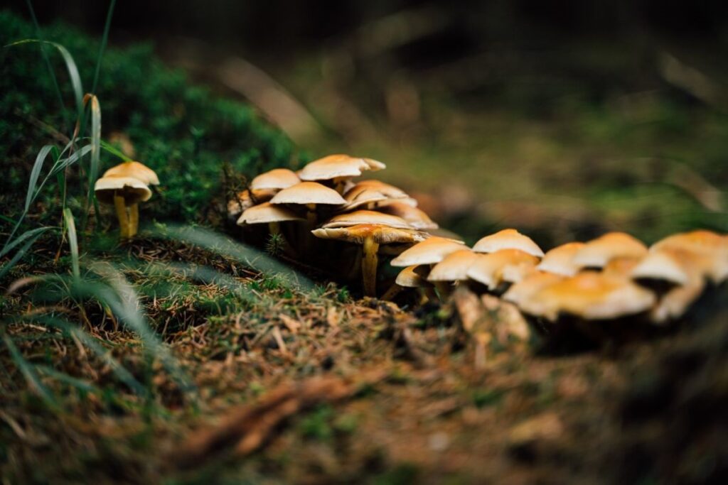 funghi