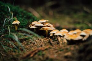 funghi