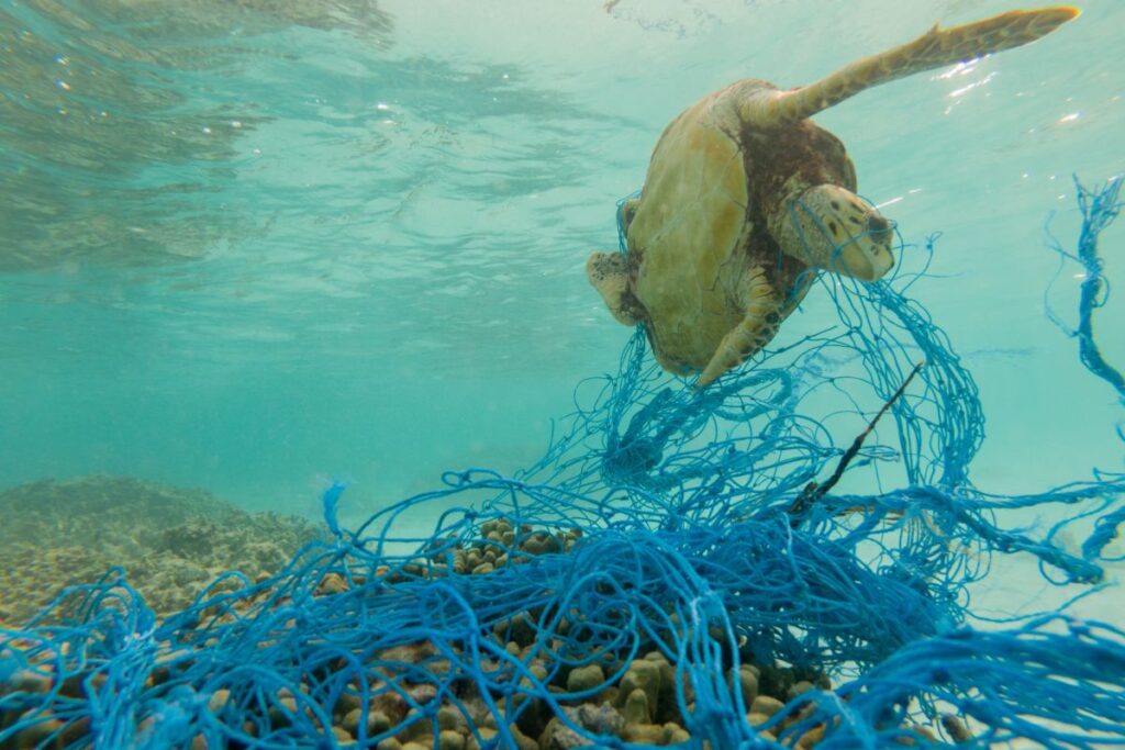 inquinamento degli oceani, rete di plastica tartaruga