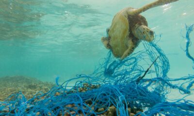 inquinamento degli oceani, rete di plastica tartaruga