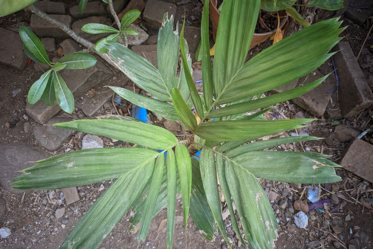 palma sotterranea pinanga