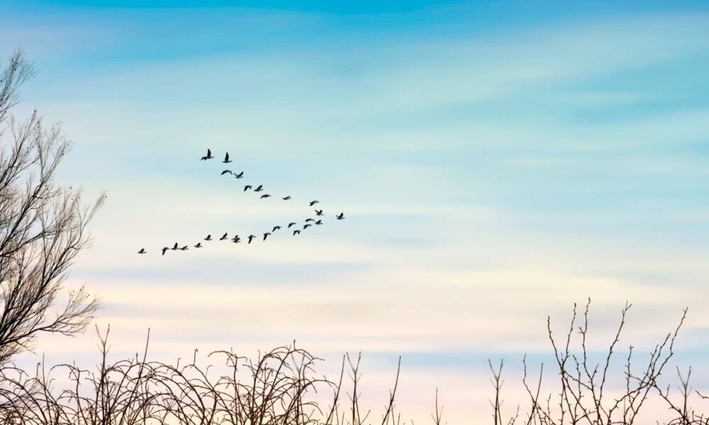uccelli migratori
