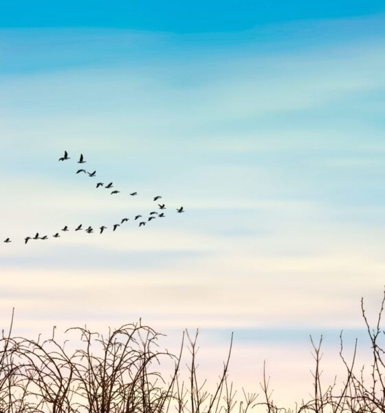uccelli migratori