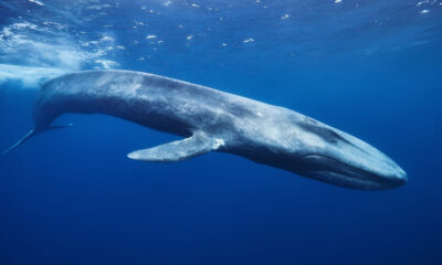 specie marina migratoria, balena