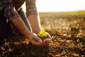 Mani che raccolgono una pianta dal terreno