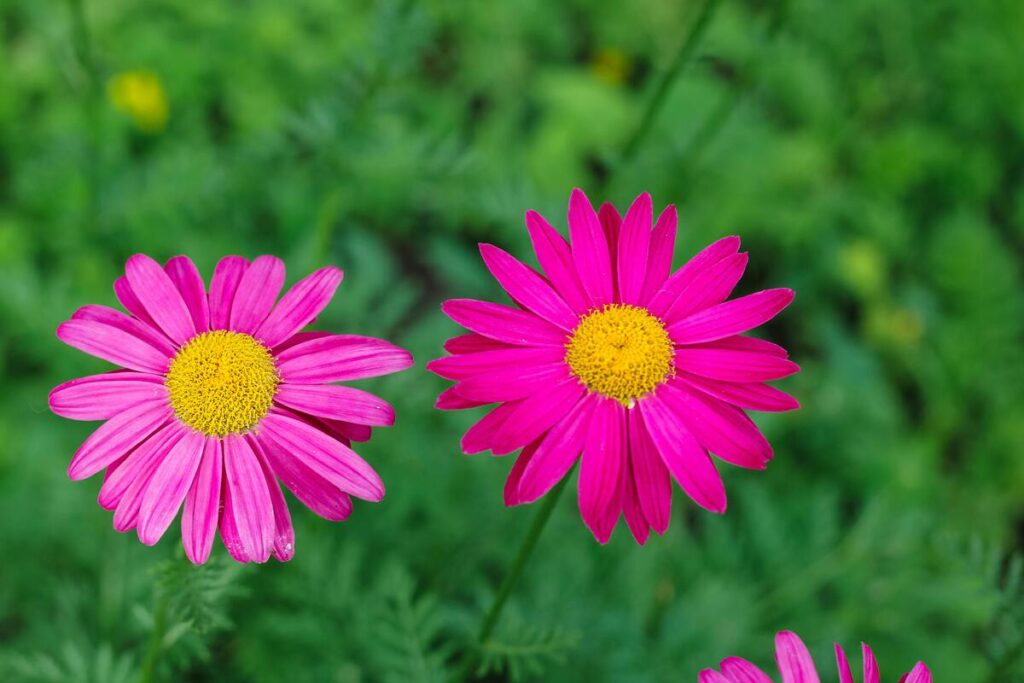 Fiore rosa prato