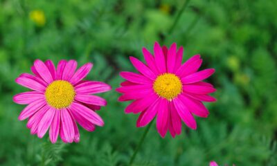 Fiore rosa prato