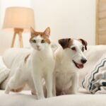 cane gatto su divano