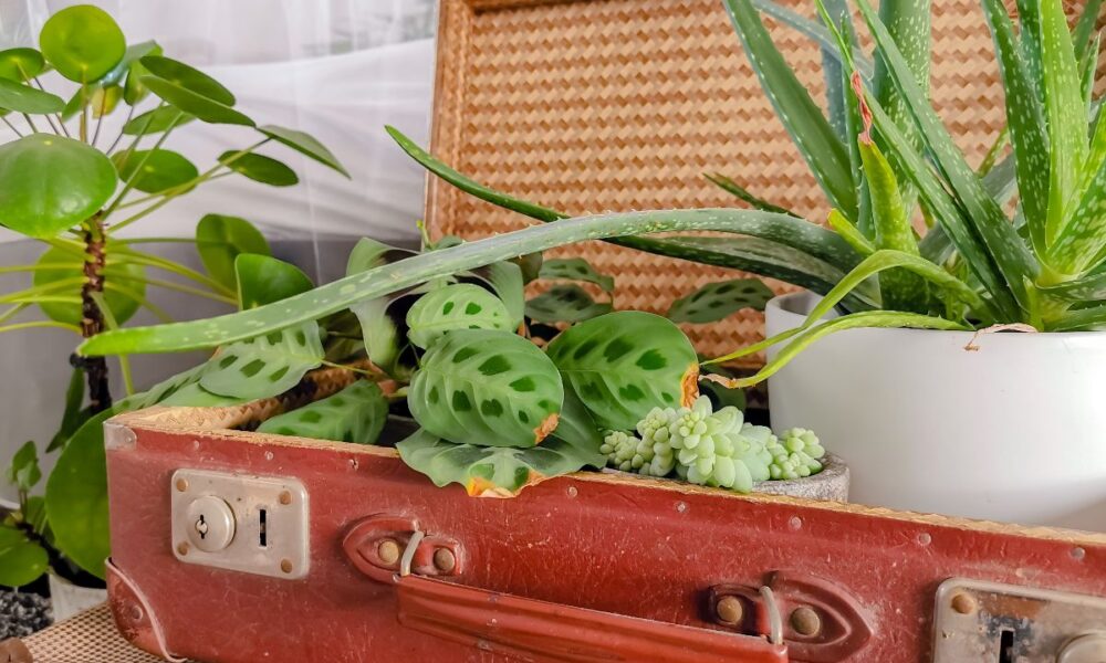 Baule vintage decorato con piante verdi